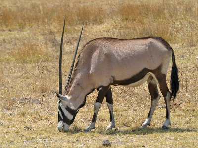 Oryx Etosha NP Namibia