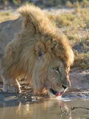Lion Etosha NP Namibia