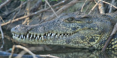 Crocodile Okavango River Namibia