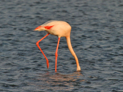 Greater Flamingo Walvis Bay Namibia
