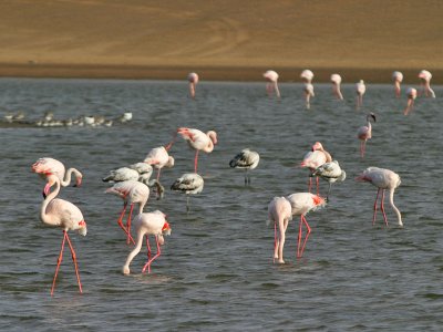 Greater Flamingos Walvis Bay Namibia