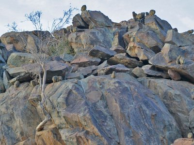 Rock Hyrax colony Namibia