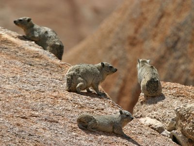 Rock Hyrax Namibia