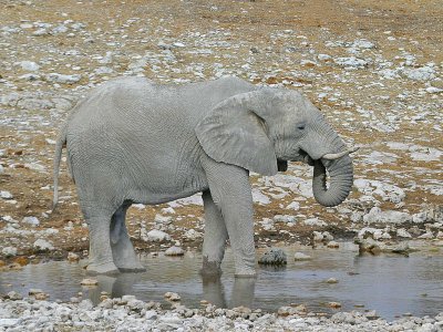 African Elephant Etosha NP Namibia