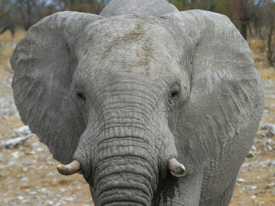 African Elephant Etosha NP Namibia