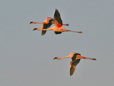 Lesser Flamingoes Walvis Bay Namibia