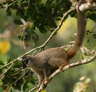 Brown Lemur Perinet
