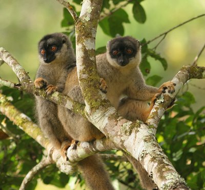 Brown Lemurs Perinet