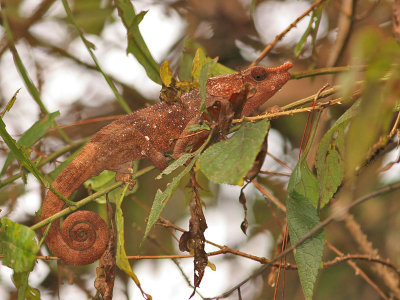 Elephant-eared Chameleon male (Calumna brevicornis).
