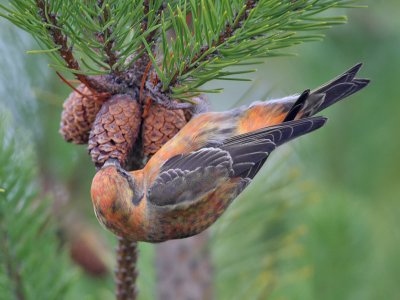 Common Crossbill