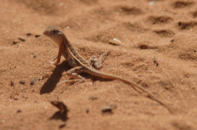 Oplurus sp -probably a young O.cuvier