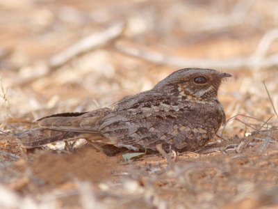 Madagascar Nightjar