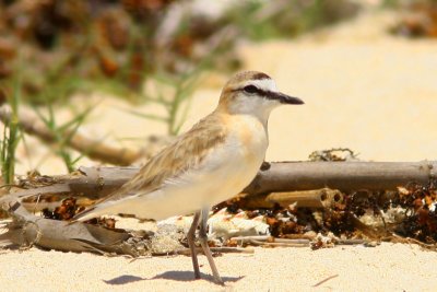 White-fronted Plover Nosy Ve