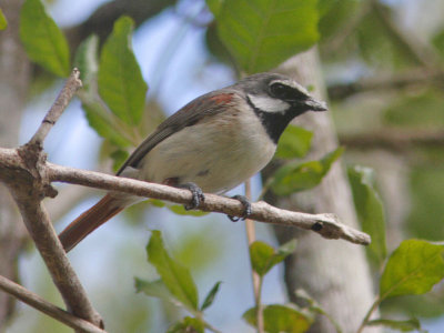 Red-tailed Vanga