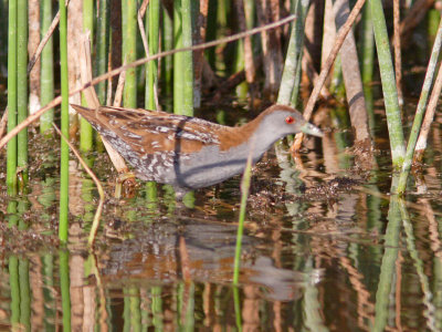 Baillon's Crake