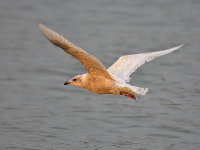 Iceland Gull (1st w)