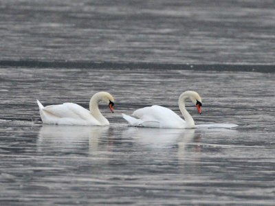 Mute Swans