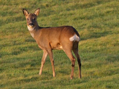 Roe deer (buck)