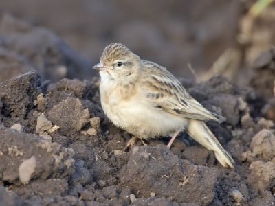 Short-toed Lark