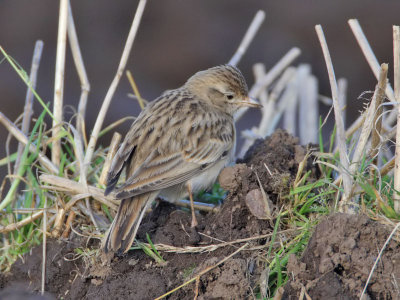 Short-toed Lark
