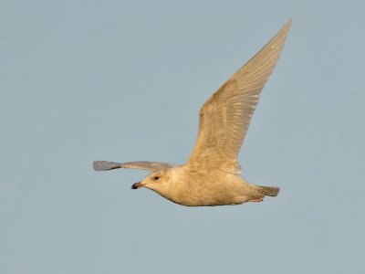 Iceland Gull (1st w)