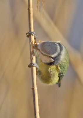 Blue Tit