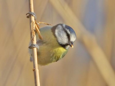 Blue Tit