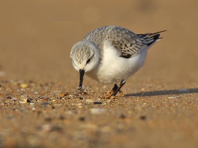 Sanderling