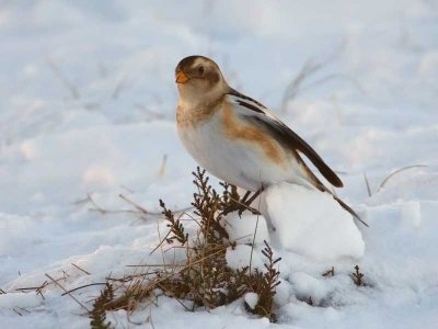 Snow Bunting