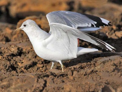Common Gull