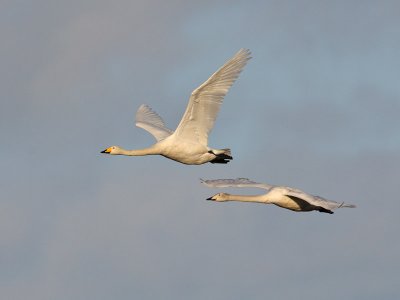 Whooper Swans (adult and 1st winter)
