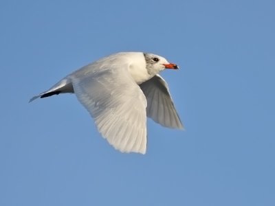 Mediterranean Gull