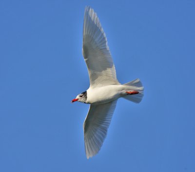 Mediterranean Gull