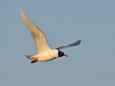 Mediterranean Gull (adult summer)