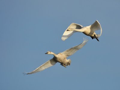 1st w Mute (l) and 1st w Whooper Swan