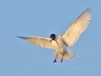 Mediterranean Gull (adult summer)