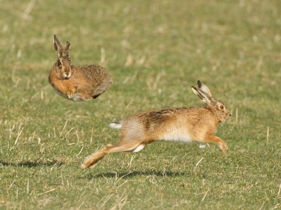 Brown Hares