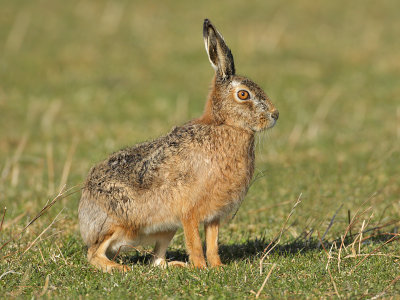 Brown Hare