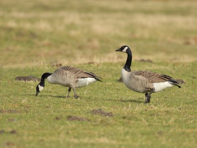 Canada Geese