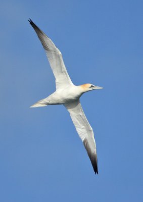 Gannet