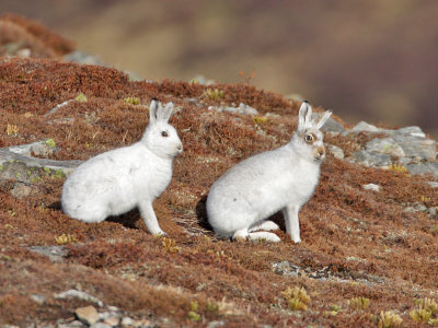 Mountain Hares