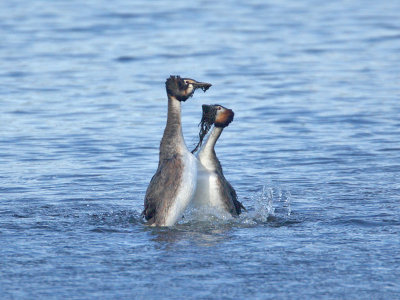 Great Crested Grebes