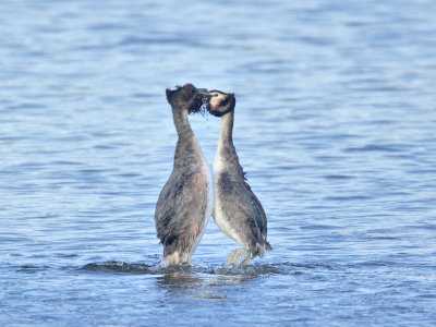 Great Crested Grebes