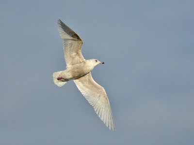 Iceland Gull 1st w