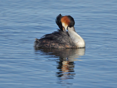 Great Crested Grebe