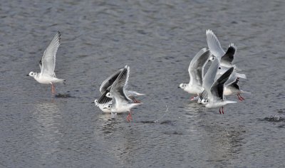 Little Gulls