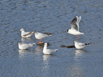 Little Gulls 2 adults 4 1st w