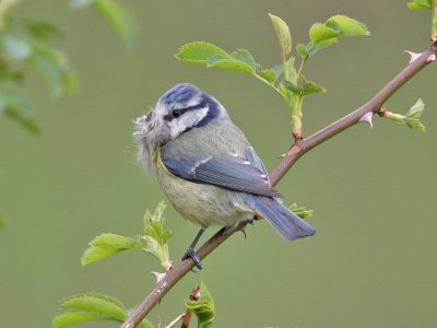 Blue Tit