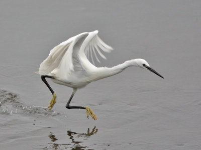 Little Egret