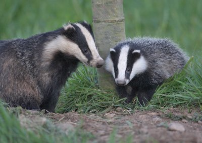 Badger with cub
